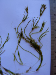Lamprothamnium beilbyae