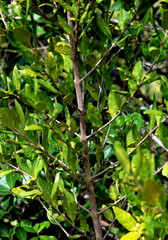 Ixoroideae
