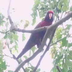 Psittaculidae