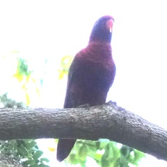 Psittaculidae