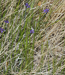 Sisyrinchium halophilum
