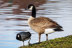 Branta canadensis parvipes
