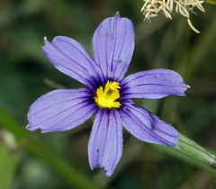 Sisyrinchium halophilum