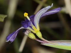 Sisyrinchium halophilum