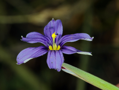 Sisyrinchium halophilum