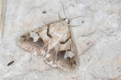 Drasteria pallescens