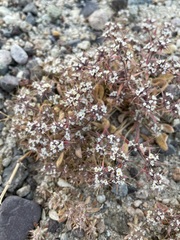 Chorizanthe spinosa