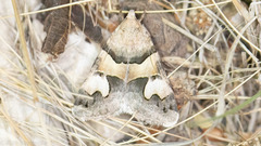 Drasteria pallescens