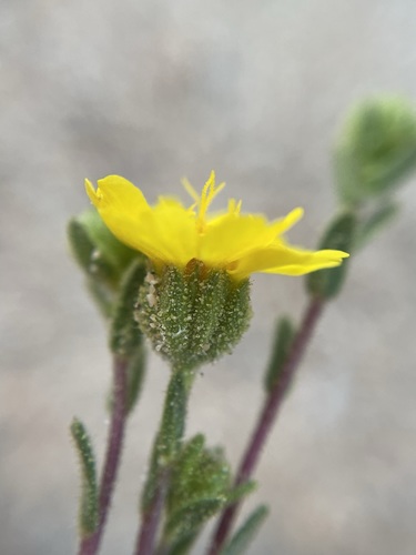 Image of Deinandra arida by (c) Matt Berger, some rights reserved (CC BY)