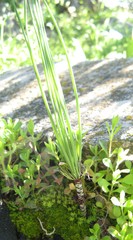 Gethyllis verticillata