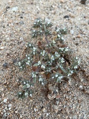 Chorizanthe spinosa