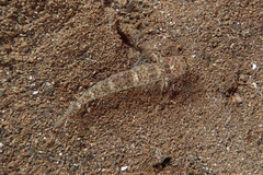 Favonigobius exquisitus