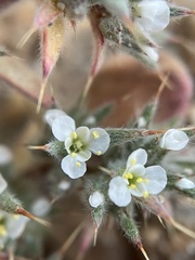 Chorizanthe spinosa