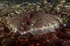 Rhombosolea plebeia