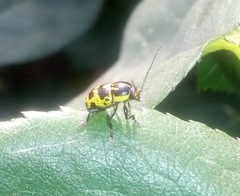 Cryptocephalus castaneus