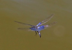 Rhyothemis triangularis