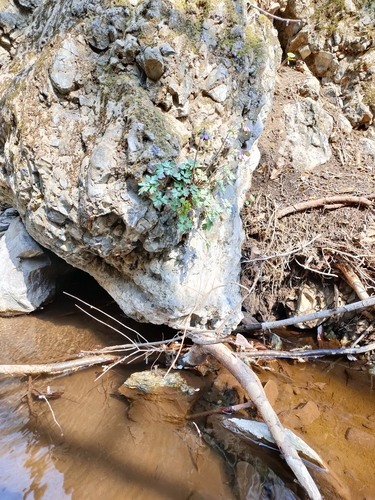 Aquilegia hebeica, photograph 3