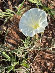 Calystegia stebbinsii