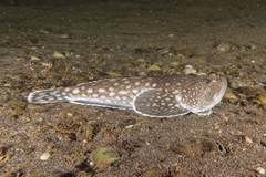 Genyagnus monopterygius