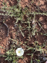 Calystegia stebbinsii