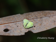 Daphnephila sueyenae