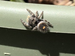 Phidippus audax