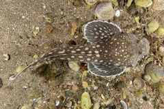 Genyagnus monopterygius