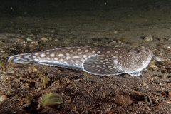 Genyagnus monopterygius