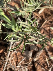 Calystegia stebbinsii