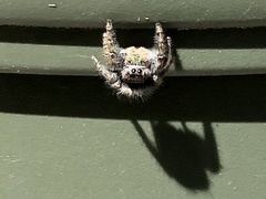 Phidippus audax