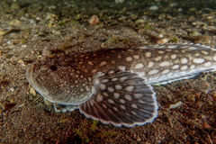 Genyagnus monopterygius