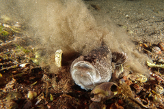 Genyagnus monopterygius