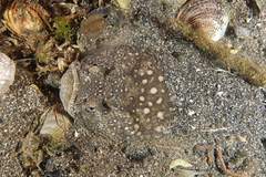 Genyagnus monopterygius