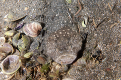 Genyagnus monopterygius