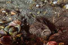 Genyagnus monopterygius