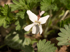 Viola hancockii