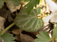 Viola hancockii