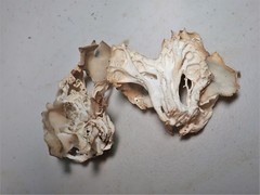 Helvella costifera