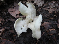 Helvella costifera