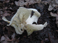 Helvella costifera