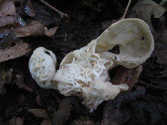 Helvella costifera
