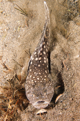 Genyagnus monopterygius