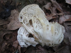 Helvella costifera