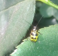 Cryptocephalus castaneus