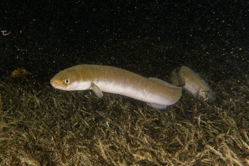 Short-finned Eel
