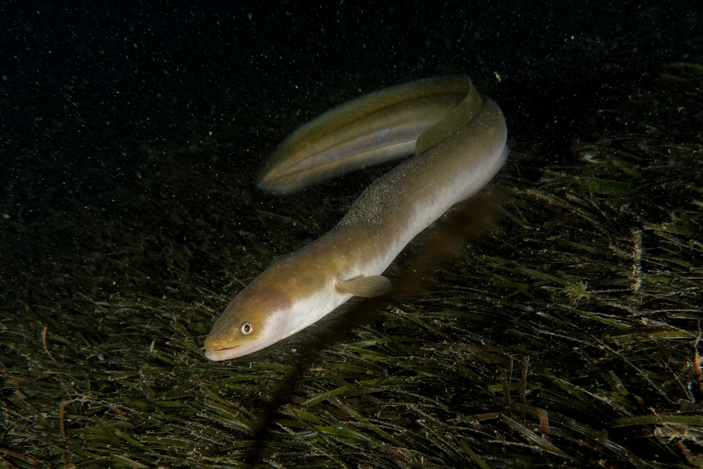 Shortfin Eel