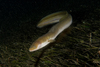 Short-finned Eel - Photo (c) lcolmer, some rights reserved (CC BY-NC), uploaded by lcolmer