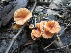 Laccaria striatula
