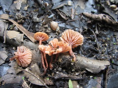 Laccaria striatula