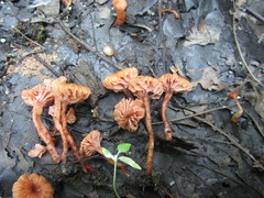 Laccaria striatula